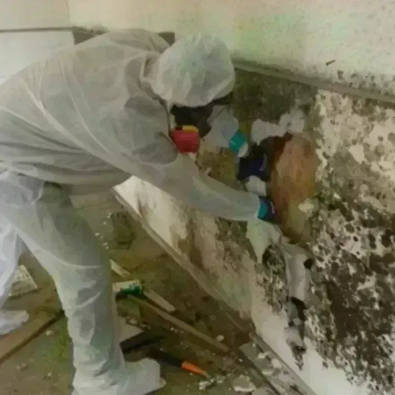 Mold Remediation and Removal in Bear Valley Springs, CA